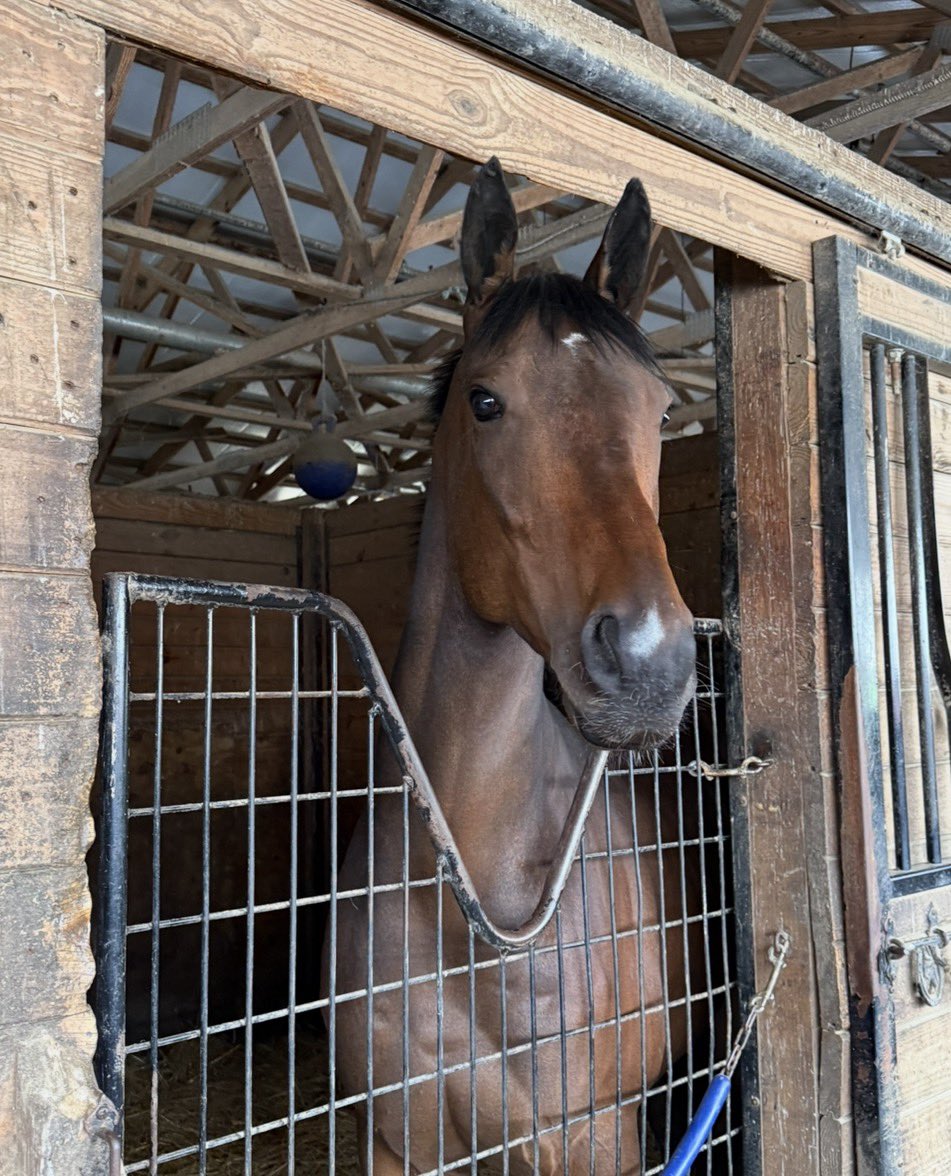Ultrachamps's tweet photo. Fierce and Strong makes his 2026 debut in this evenings Alphabet Soup Handicap @GoPennNational Good luck and safe trip to all! #UCR #FierceandStrong #PennMileDay #PABred #UCRHomebred @PA_PHBA https://t.co/UhL1YXLbqg