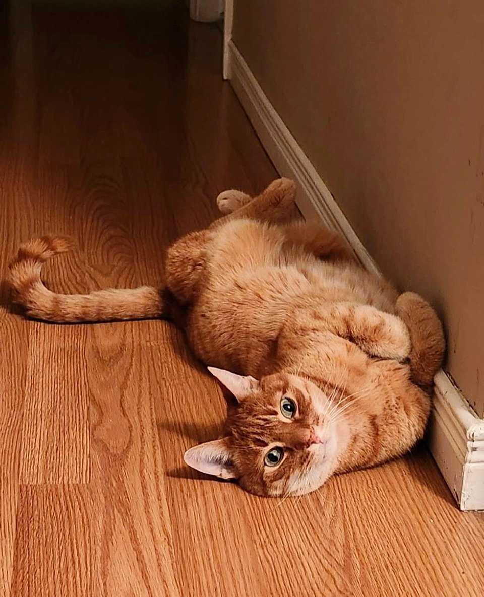 ModernCatMag's tweet photo. Another day, another cute cat, another #TummyTuesday! 🧡🐾😸⁠
⁠
📸: Frankie and his human, Jennifer!⁠
⁠
#moderncat #moderncatmagazine #cat #cats #feline #meow #catlife #pets #catlover #catloversclub #catoftheday #cutecat #catsofx #gingercat https://t.co/YcwP1dCGWy
