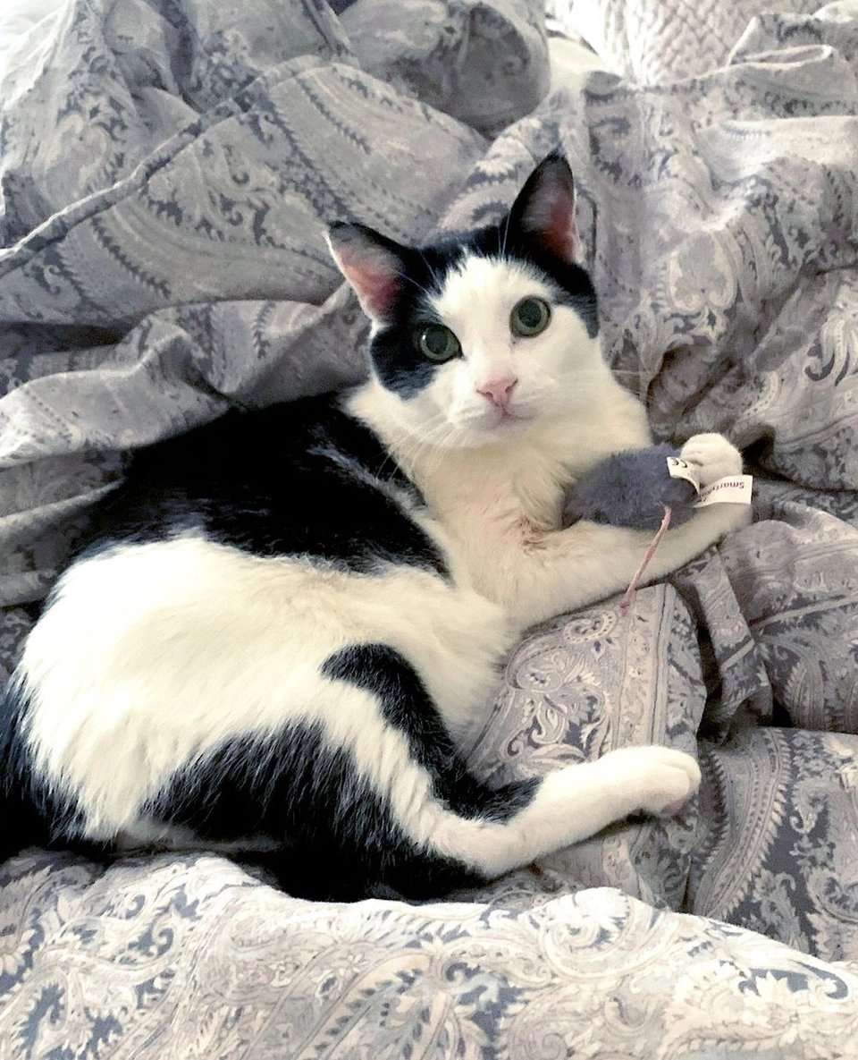 ModernCatMag's tweet photo. Wishing you a cozy and cat-filled start to the week 🐱💙🐾⁠
⁠
📸: Studzy and his human, Kerry!⁠
⁠
#moderncat #moderncatmagazine #cat #cats #feline #meow #catlife #pets #catlover #catloversclub #catoftheday #cutecat #catsofx #TuxedoCat https://t.co/b8knshR1z4