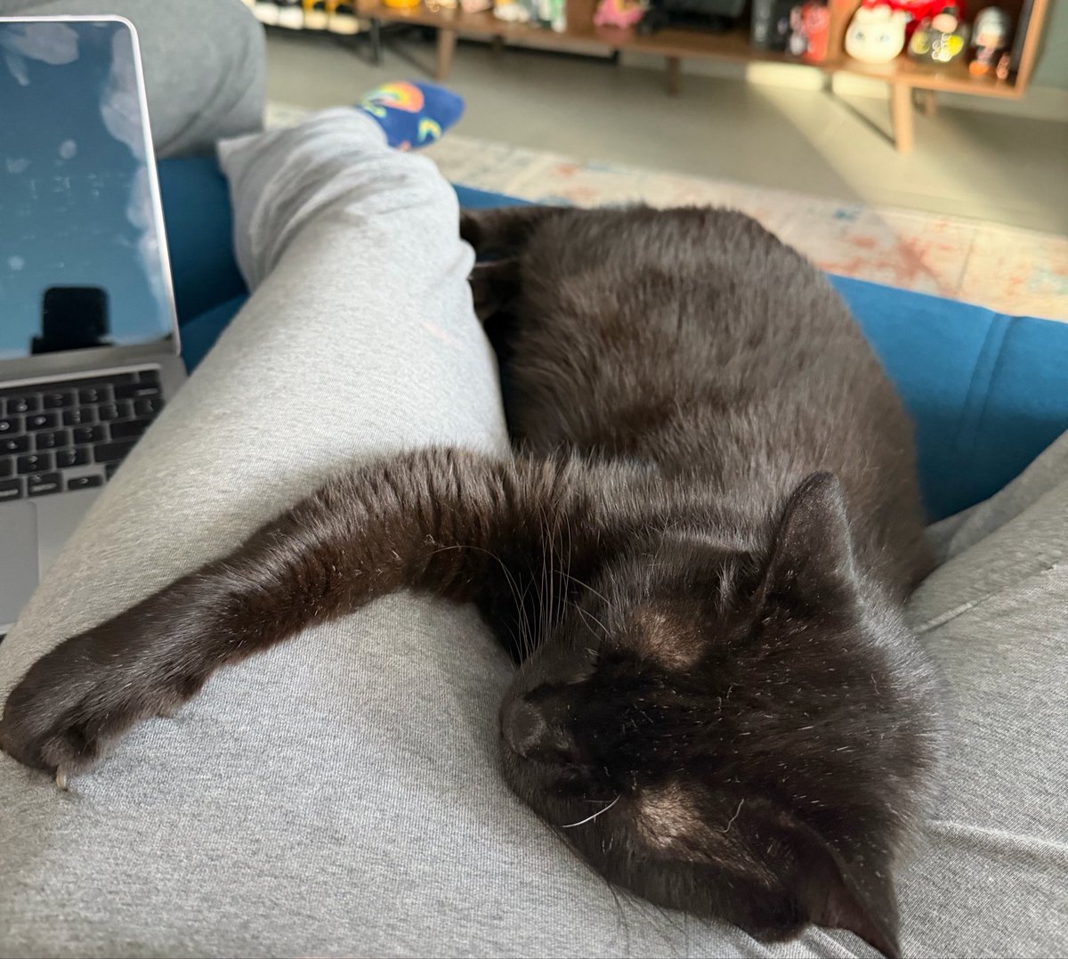 mahneryverso's tweet photo. eu tenho uma dó genuína de quem nunca teve experiência com o amor incondicional de um gato https://t.co/oTUEX7914W