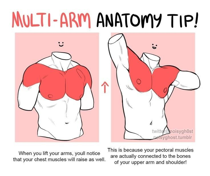 sodaguyx's tweet photo. check this anatomy tip! https://t.co/5AVpUwH9EB