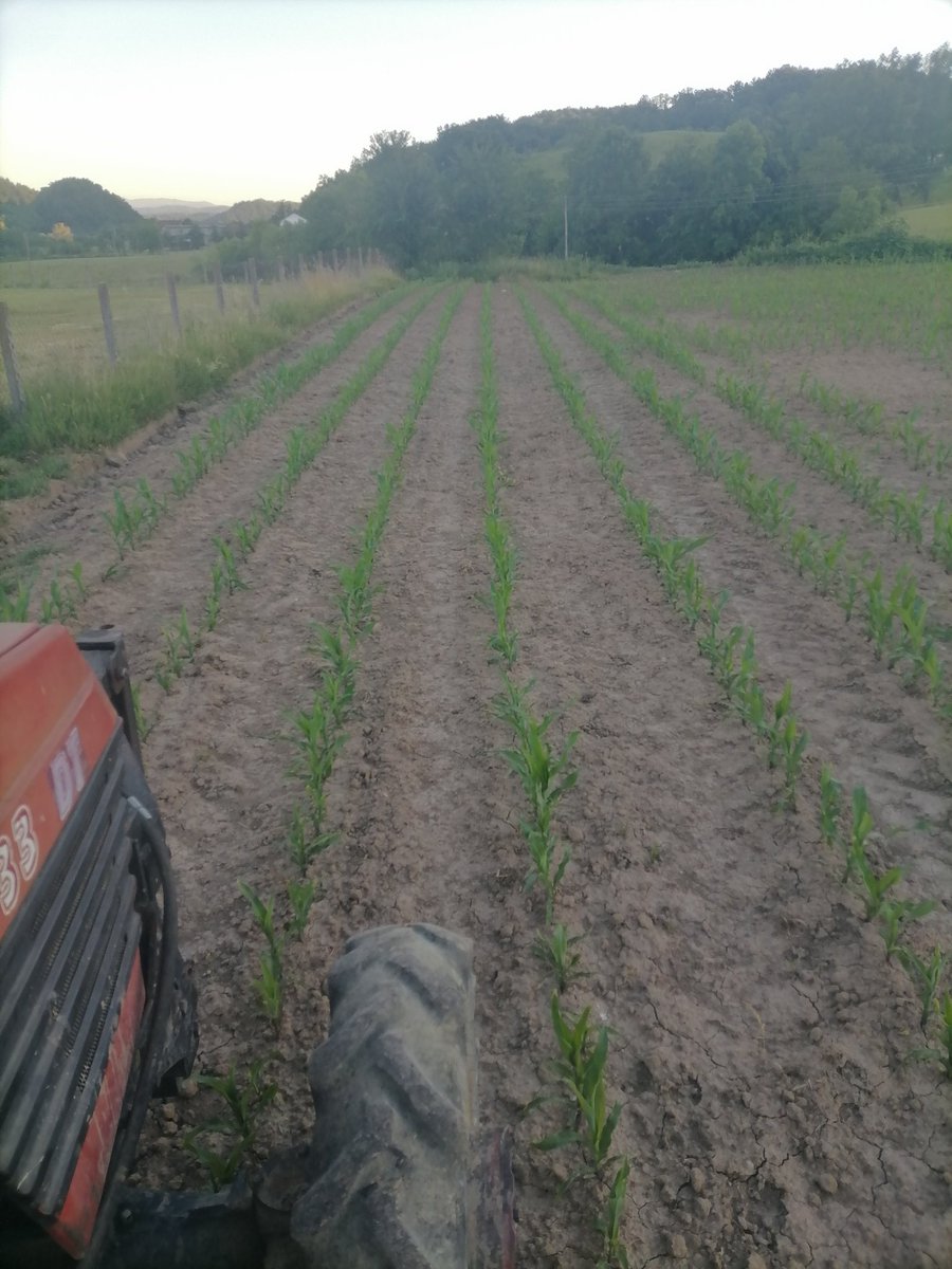 93Prodanovic's tweet photo. Ovako treba da izgleda kukuruz, kad su sve agrotehničke mjere urađene kako treba. Sklop 75000 biljaka/ha i bez korova https://t.co/3ZettvZCVY