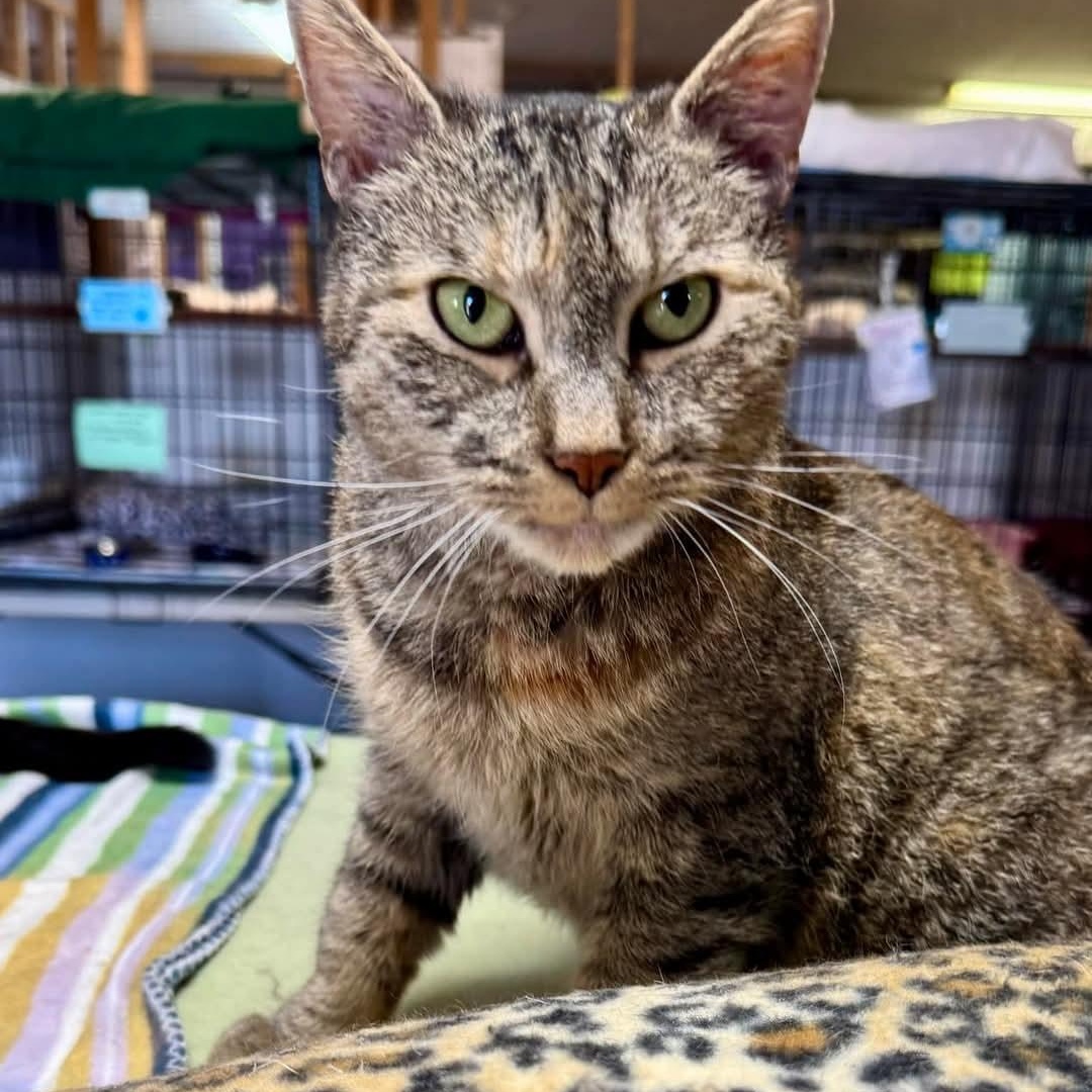 HWAHSeniorPets's tweet photo. ✨ Courtesy post for our friends at Forgotten Felines and Fidos, Inc. in Germansville, PA.✨

Auburn is a very affectionate senior gal. She’s a 12-year-old tortie love bug who will sit on your lap all day if you let her.

 For more information, visit. https://t.co/nIh4N1hDRa https://t.co/e63Xwrd2LM