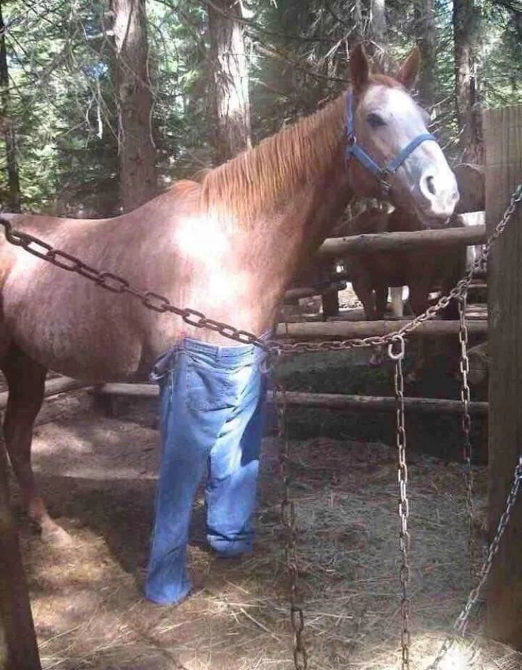 horse dentist tweet media