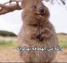محمد/🧑🏻💻ACC tweet media