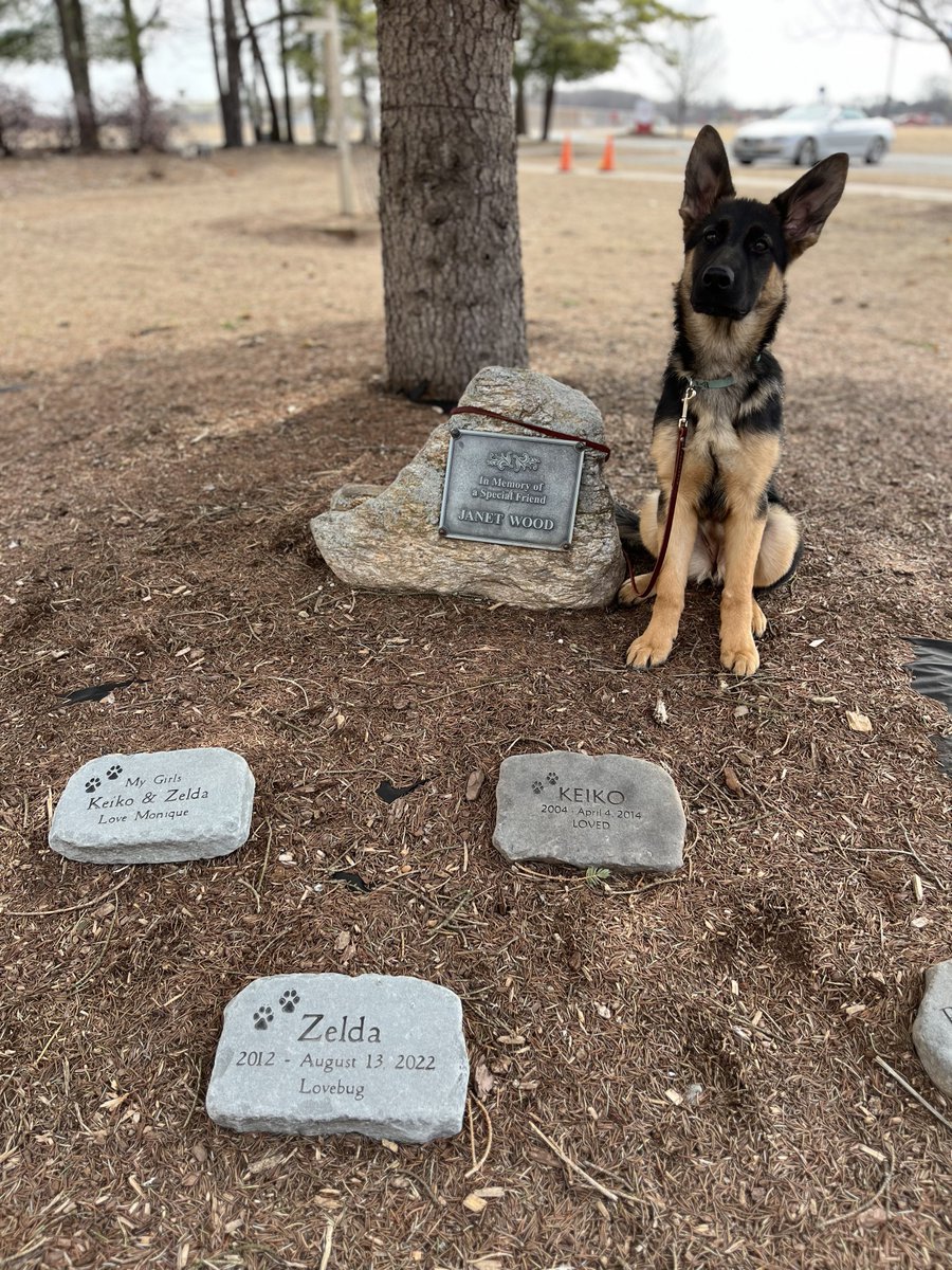 fidelco's tweet photo. Has a special pet or person touched your life? You can honor or remember them with a beautiful garden stone.  

For more information check out https://t.co/7ntAoQInU6 https://t.co/msOJVmbS76