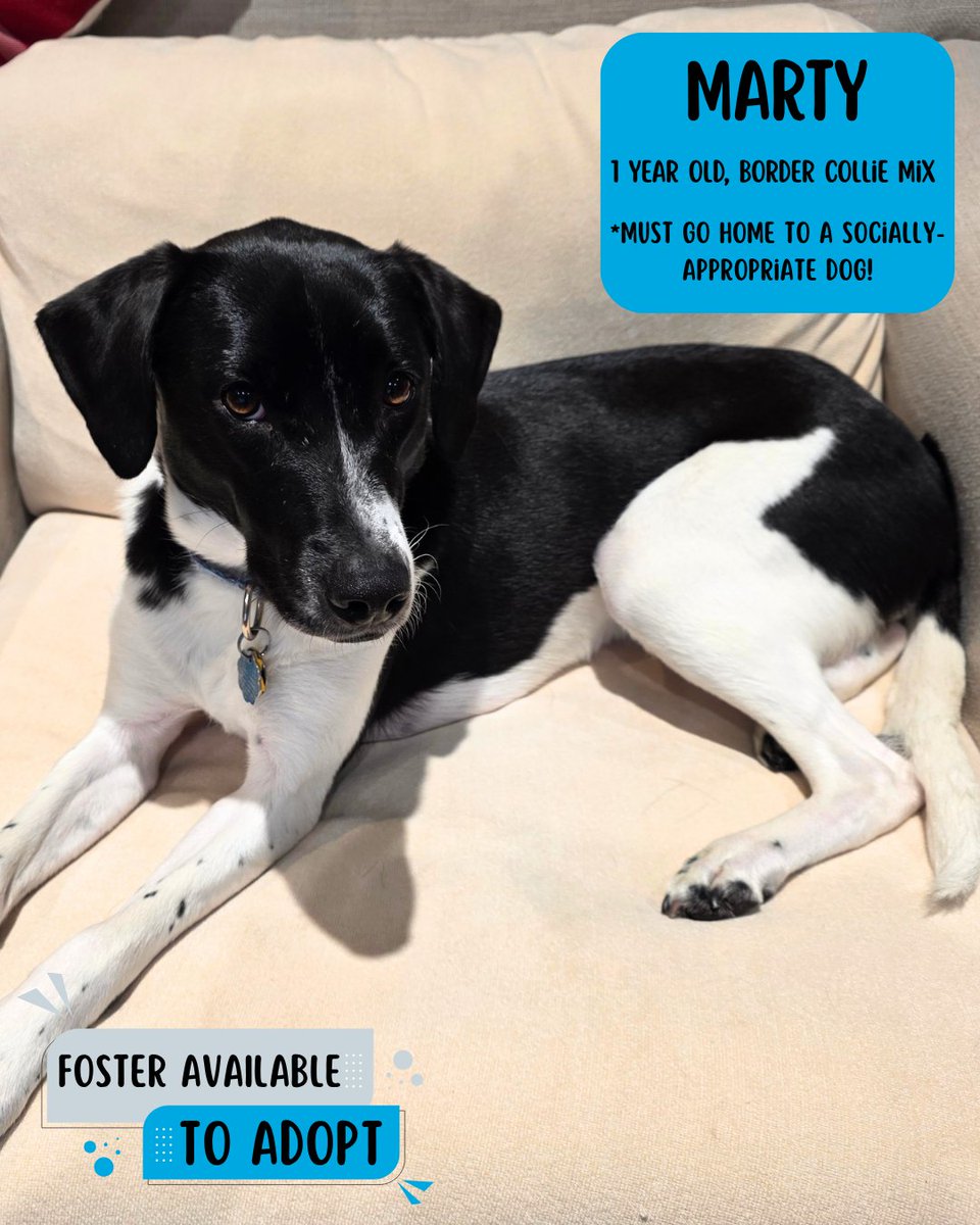 North Shore Animal League America tweet media