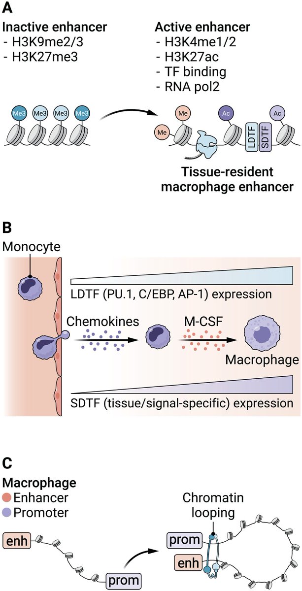LabWaggoner's tweet photo. Review @SciImmunology 
The transcriptional and epigenetic regulation of macrophage differentiation, specialization, and activation in health and disease 
https://t.co/Woxrw6xR6N https://t.co/zxUWIqeSrh