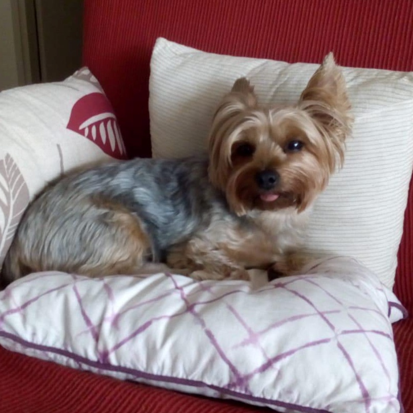 SosAbuelos1's tweet photo. #ZARAGOZA
La adoptante y mamá de esta perrita de 14 años ha fallecido...

Es muy buena y sociable. Se lleva bien con niños y otros perretes (preferentemente pequeños). Con gatos, no se sabe, pero se podría testar

Busca acogida o adopción

Contacto: areadoptayrescata@gmail.com https://t.co/7UVsCUefth