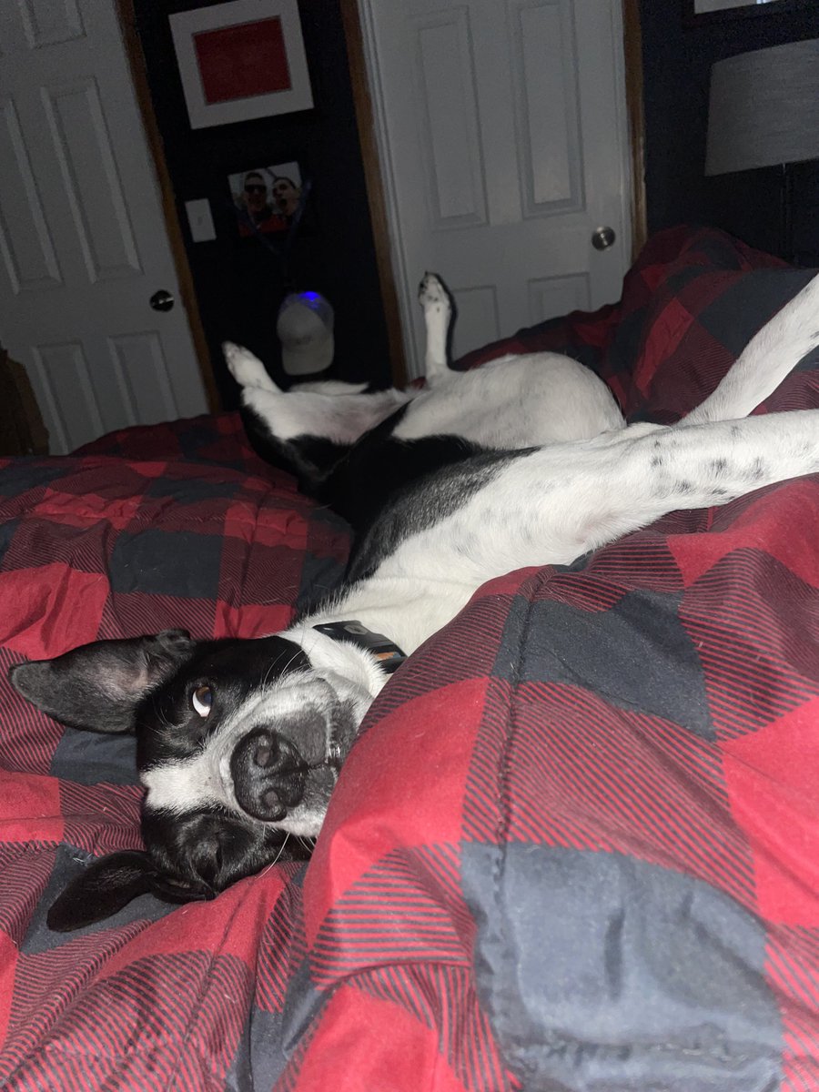 robchokes's tweet photo. My heart is shattered. The best dog in the world crossed the rainbow bridge last night. Chase all the leaves and squirrels up there Eddie. Hope you’re getting all the sting cheese you want. I’ll miss you so much. Give your pets a hug for me please, I lost a part of my soul today. https://t.co/QlIHLmE5z8