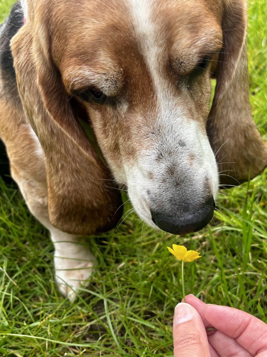 Marykate760's tweet photo. 🐕🌻 https://t.co/KOgLZRyQ7d