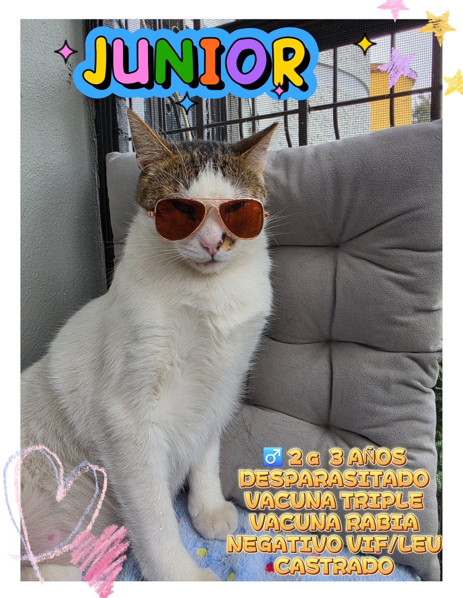 gatitosasalvo's tweet photo. Voy a intentar algo diferente.

No les voy a contar historias tristes.

No les voy a decir que estos gatos merecen una oportunidad.

No les voy a pedir que compartan.

Simplemente voy a enseñarles quiénes siguen esperando familia.

Porque a veces siento que el problema no es que nadie quiera adoptar.

El problema es que nadie los ha visto.

CDMX y Estado de México 🧵