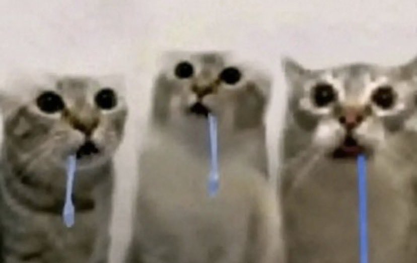 kitty tweet media