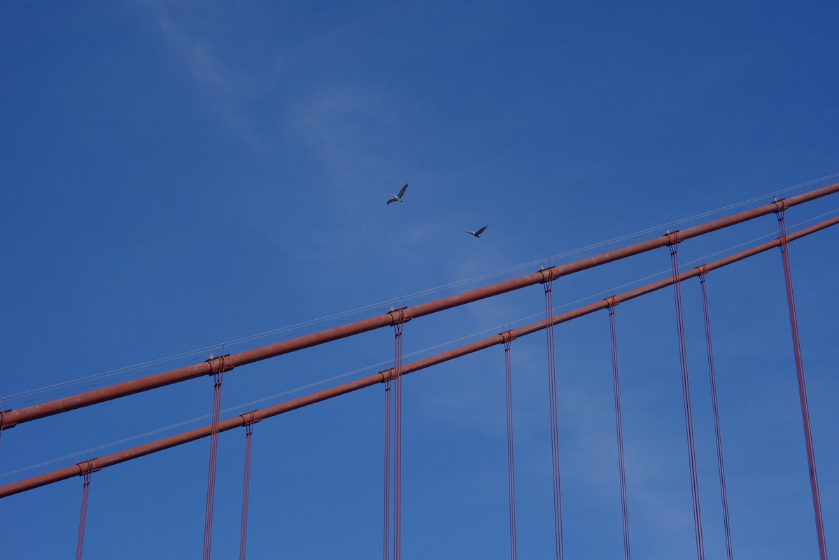 stupidfroot's tweet photo. Forgot my sd card in it 😭 finally get to start editing my photos from San Francisco https://t.co/HWZIsDoiez