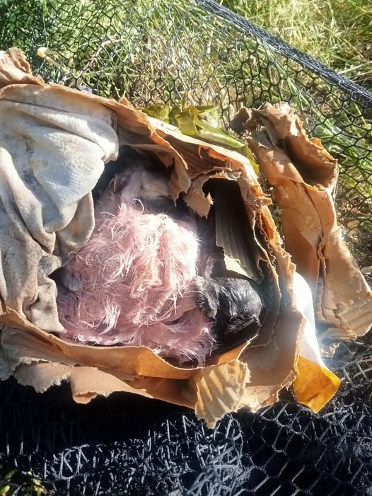 BRINDILLE851's tweet photo. Voilà un. Carton dans l'eau a peine arriver sur le poste si je retrouve le sale fils de pute qui a noyer les chiot jlui démonté la geule quelle honte https://t.co/6vplUTYBEz