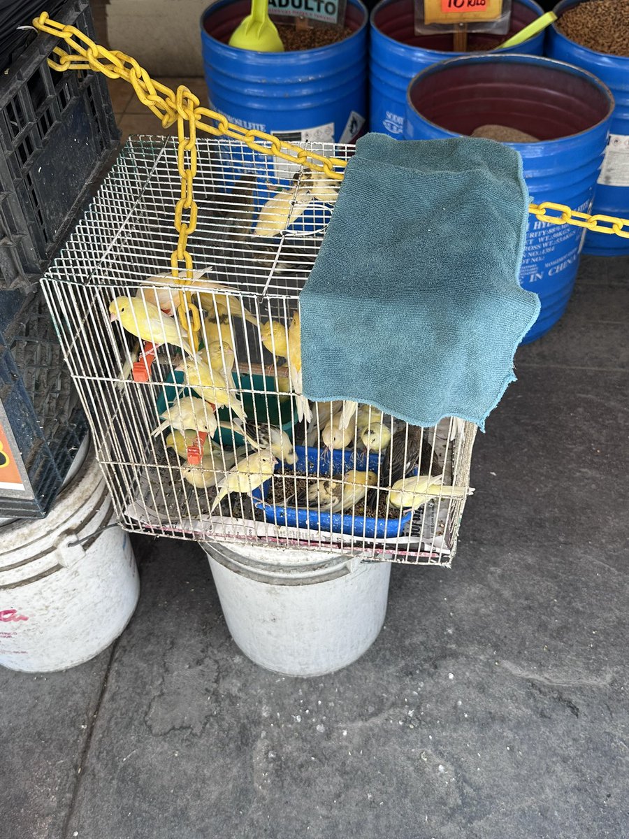 Juditth_hdz's tweet photo. @MunicipioTRC por qué siguen permitiendo la venta de aves en el Mercado Juarez en estas condiciones #torreon #mercadojuarez #maltratoanimal https://t.co/zm4hp5FiGs