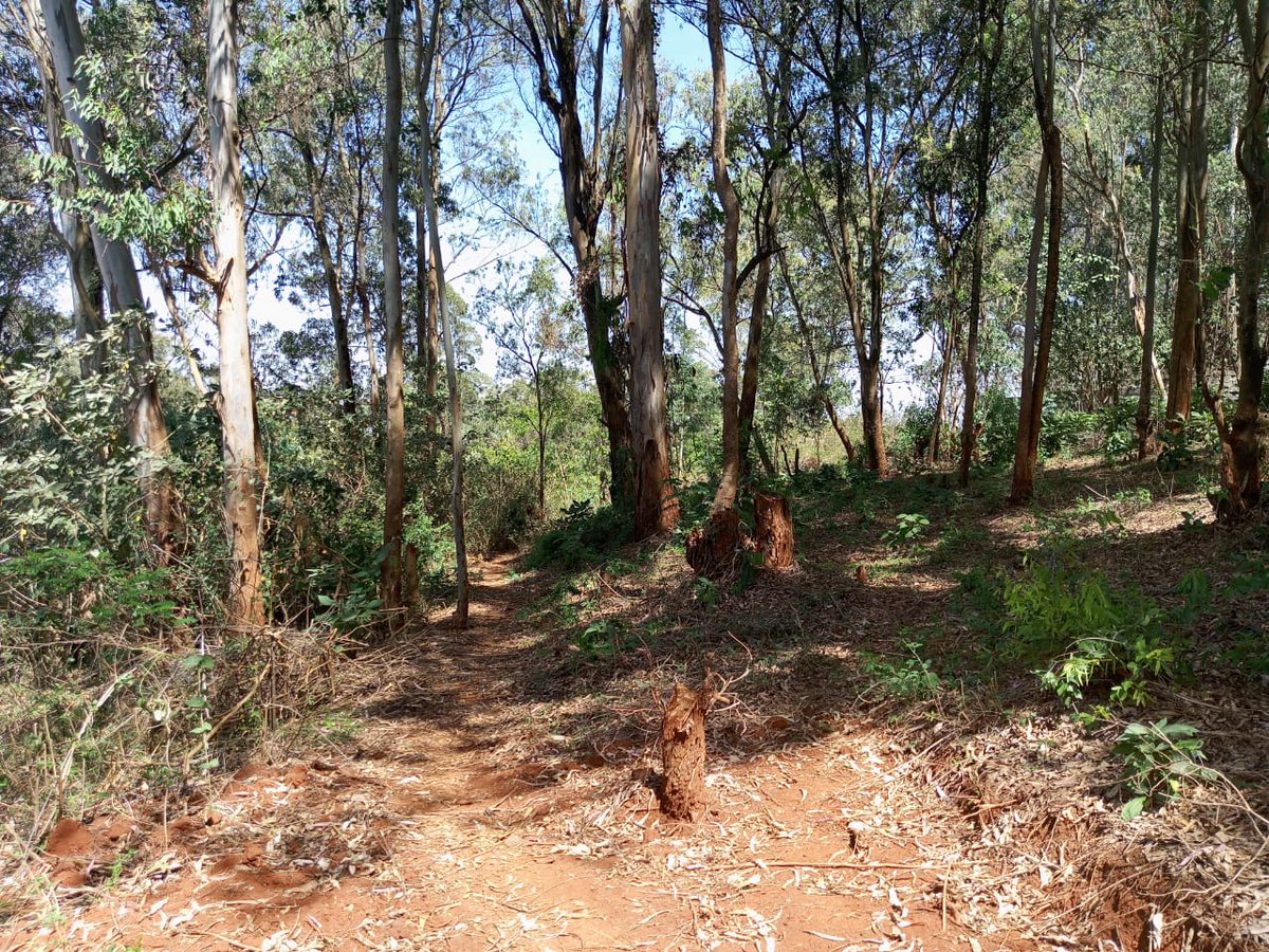 AFDdestinations's tweet photo. KAREN-DAGORETTI ROAD:

✒️7 ACRES.

✒️RED SOIL WITH MATURE TREES.

✒️100M FROM THE  SOUTHERN  BYPASS AND 150M FROM THE KAREN DAGORETTI ROAD.

✒️ASKING KSHS.77M PER ACRE.
[Selling as a block]. https://t.co/jYphCEXMhc