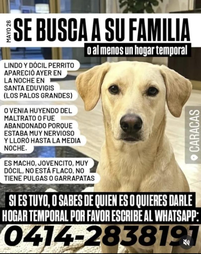 gracon27's tweet photo. #Caracas
#SantaEduvigis
#LosPalosGrandes

Se presume perdido 🐕❤️‍🩹
Favor difundir 🙏🏻 
Gracias🫂🇻🇪 https://t.co/uoCKTvUc2k