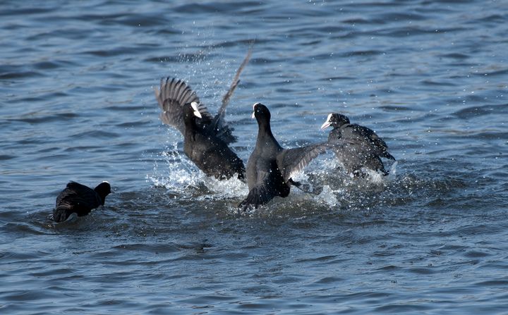 OnlyTheBiff's tweet photo. Art of the Day! "Everybody was Coot Fu Fighting...". Buy at: https://t.co/YsDvnrbh4V https://t.co/lu20TUQwYb