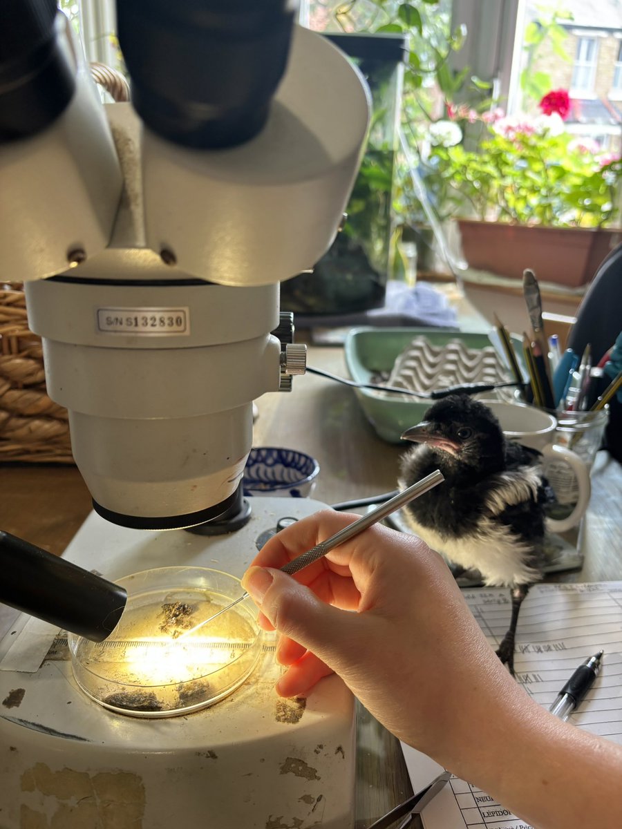 juliet_turner6's tweet photo. The chances of a bird learning your skills and stealing your job are low but never zero… https://t.co/cZ2QeHBGwk