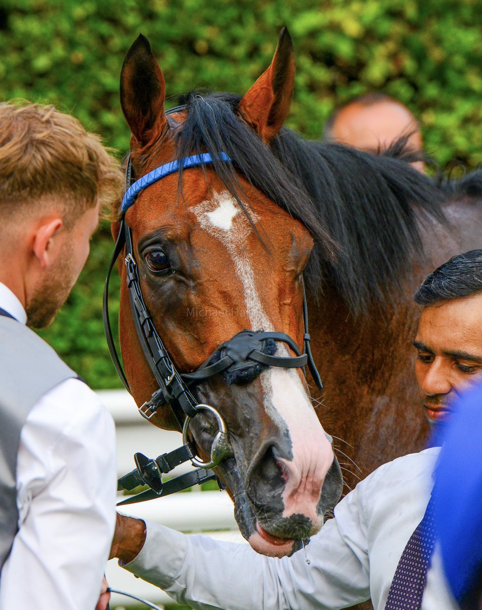 mjyharris's tweet photo. Sometimes you just see the ‘look’. Despite the clutter of this photo Ombudsman in the winner’s enclosure is totally relaxed, soon after winning the Brigadier Gerard. He looks a very honest horse who appears trusting and emotionally open. https://t.co/7nICZRCCXP