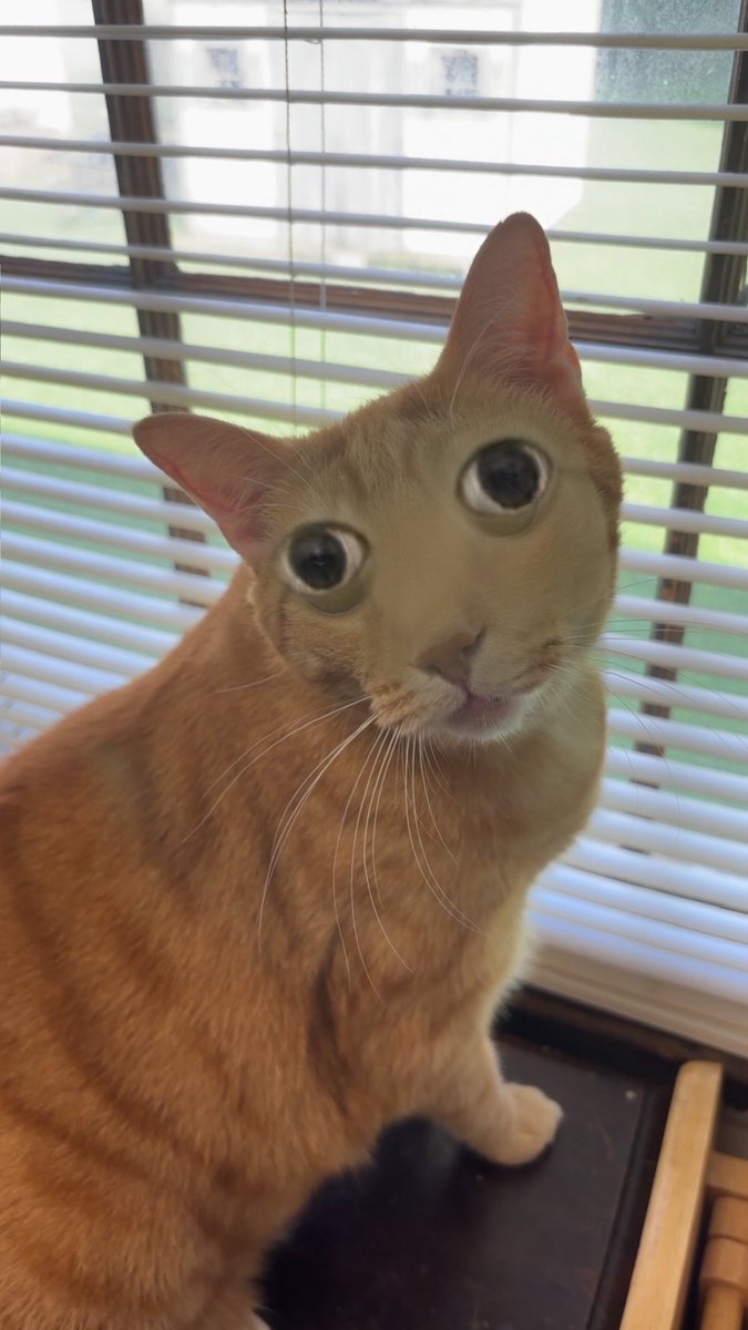 Ethy416's tweet photo. Bro, I think something is wrong with my cat https://t.co/8lNfAxXZSV