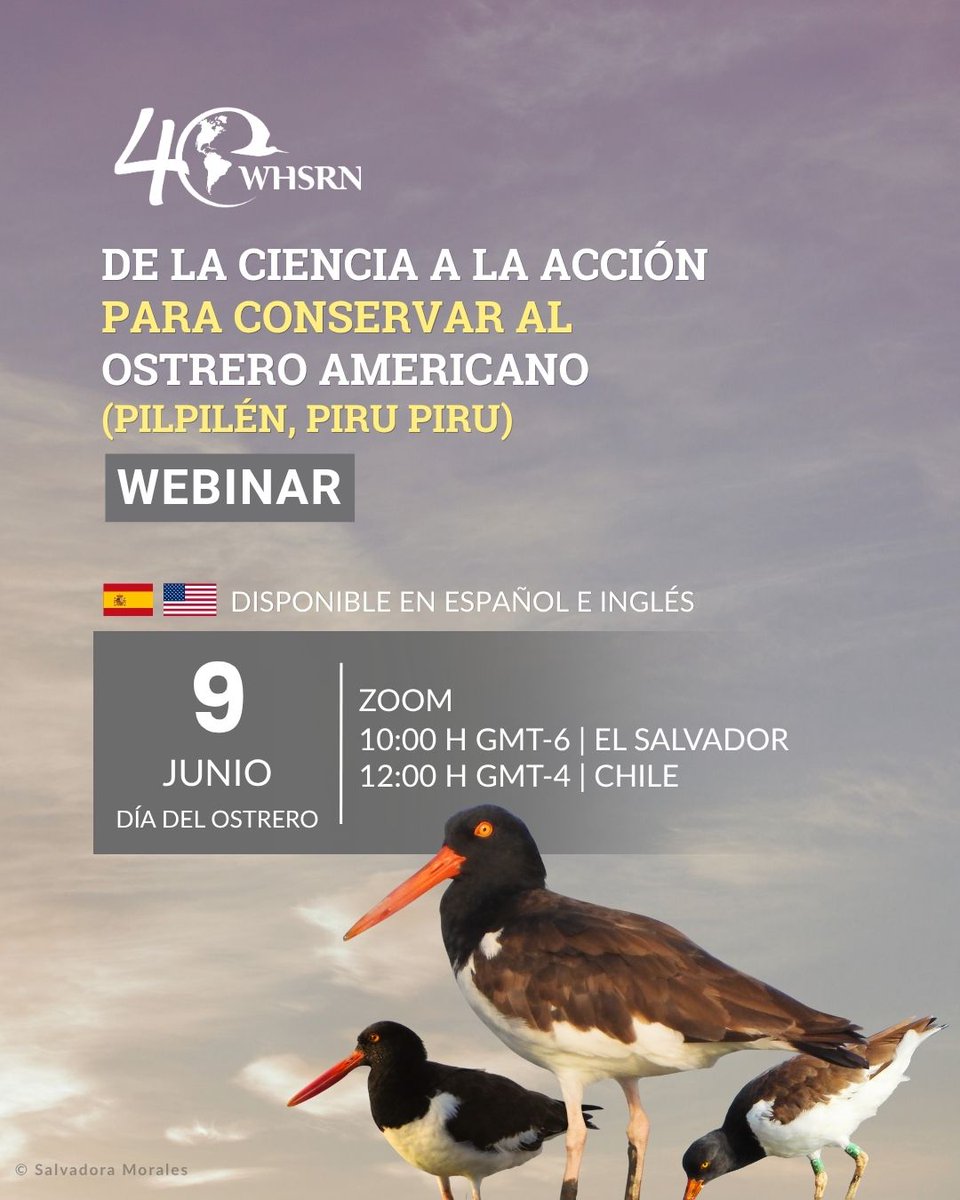 WHSRN's tweet photo. 📢Te invitamos a participar de un espacio de encuentro donde la ciencia, la colaboración y la acción se unen en favor de las aves playeras. 

📢We invite you to join a space where science, collaboration, and action come together in support of shorebird conservation. https://t.co/xq4vMTwDKx