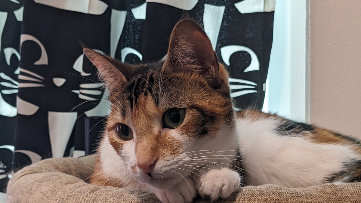cjModren's tweet photo. everyone complains about the way cartoons draw boy animals vs. girl animals but my girl cat was literally born with perfect smokey eyeliner https://t.co/Ms7c8KASia