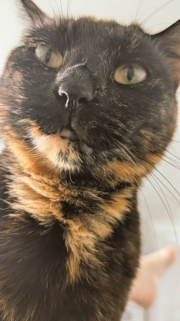 thewisdomtooth's tweet photo. Have cats, they say. It'll be fun they say.... This is what I woke up to this morning... #Terrifying https://t.co/TZFT1kaB3S