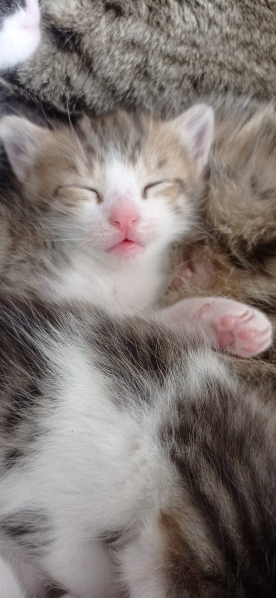 Catslover tweet media