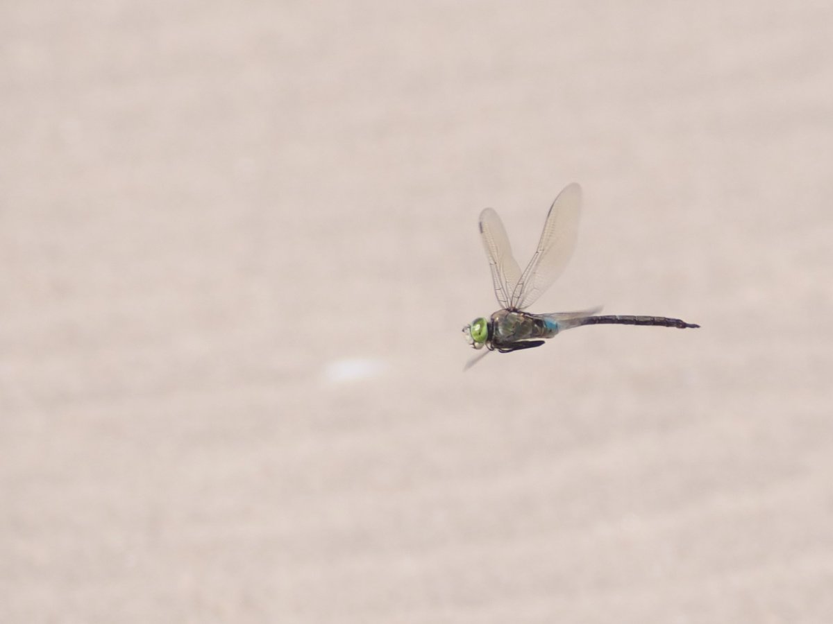 spurnbirdobs's tweet photo. Today's sightings featured a Bee-eater south past The Warren, Spoonbill north from Kilnsea Wetlands, Curlew Sandpiper off the Warren screen and among a large influx of Painted Lady butterflies, our first Lesser Emperor Dragonfly of the year around Beacon Lane. #Spurnbirds (1/2) https://t.co/4LC7AzCnsi