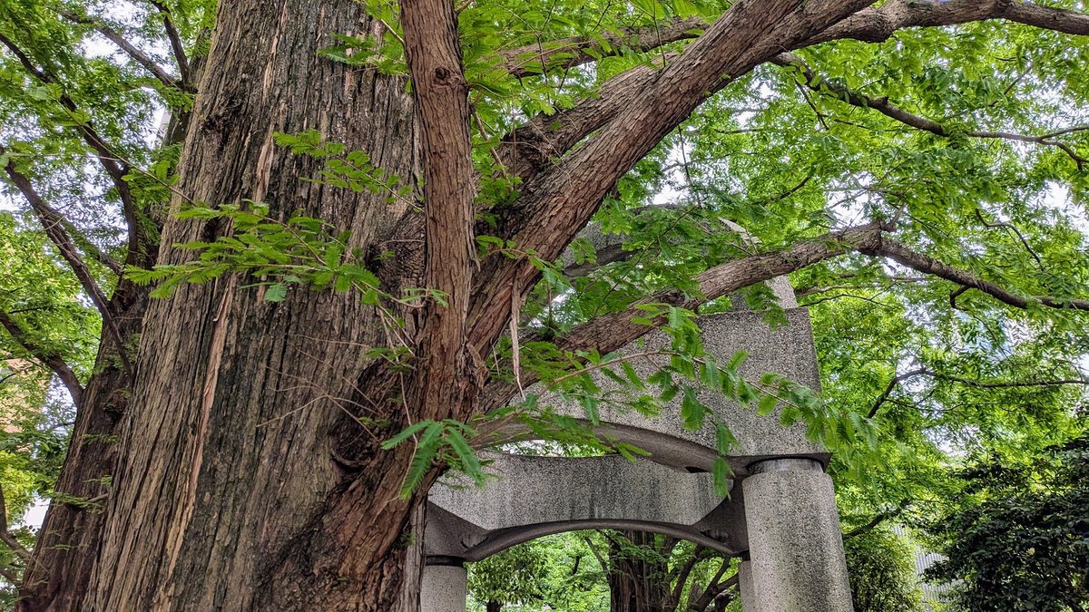 taku_oikawa's tweet photo. 2026年5月23日(土)12:46 民間初の #大規模再開発 アークヒルズ #桜坂 サントリーホールhttps://t.co/9FQo2TRqDTで #日本フィル リープライヒの #超越 した音空間-#死とは 哀しみか、美しさか?-の体験前https://t.co/2NScUbetQBあの晩の #桜坂[#降福からの道]#A_Way_from_Surrender💣#井上道義 思い出す https://t.co/UJrkSIKuvZ