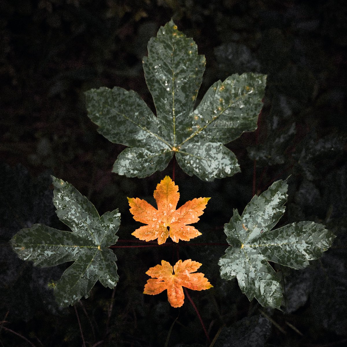 Solroga15's tweet photo. Variety of leaf colors https://t.co/l5qlTlLcq7
