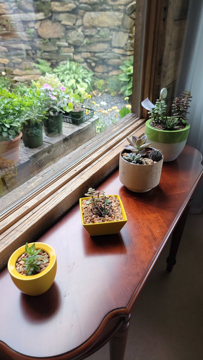 Barn697's tweet photo. Some of the many fresh flowers and succulents from our farm we'll have in our gift shop this weekend.  Come see us!  

#flowerfarm #barnardsvillenc #weavervillenc #marshillnc #burnsvillenc #ashevillenc #giftshop #flowers #ncbarn https://t.co/V1SITCDU8X