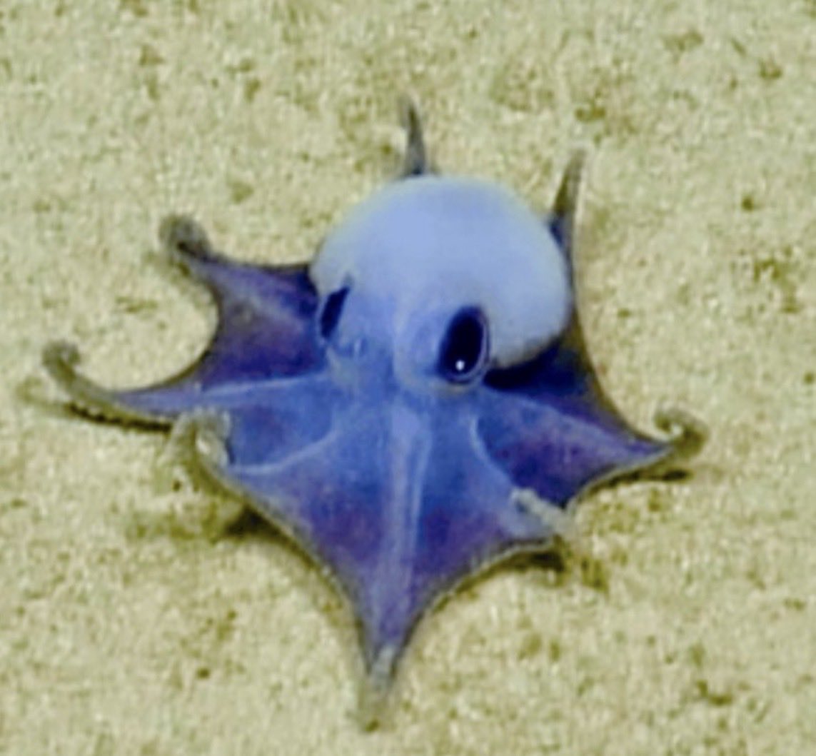 channelSLAP's tweet photo. @HITpol Grok, zoom enhance and make it cutest blue octopus plushie! https://t.co/rwtXX0IpYR