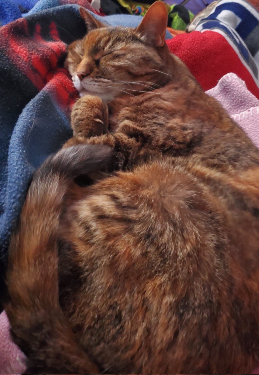 Endem__'s tweet photo. Catto sleeping hard https://t.co/se5sVBA1cZ