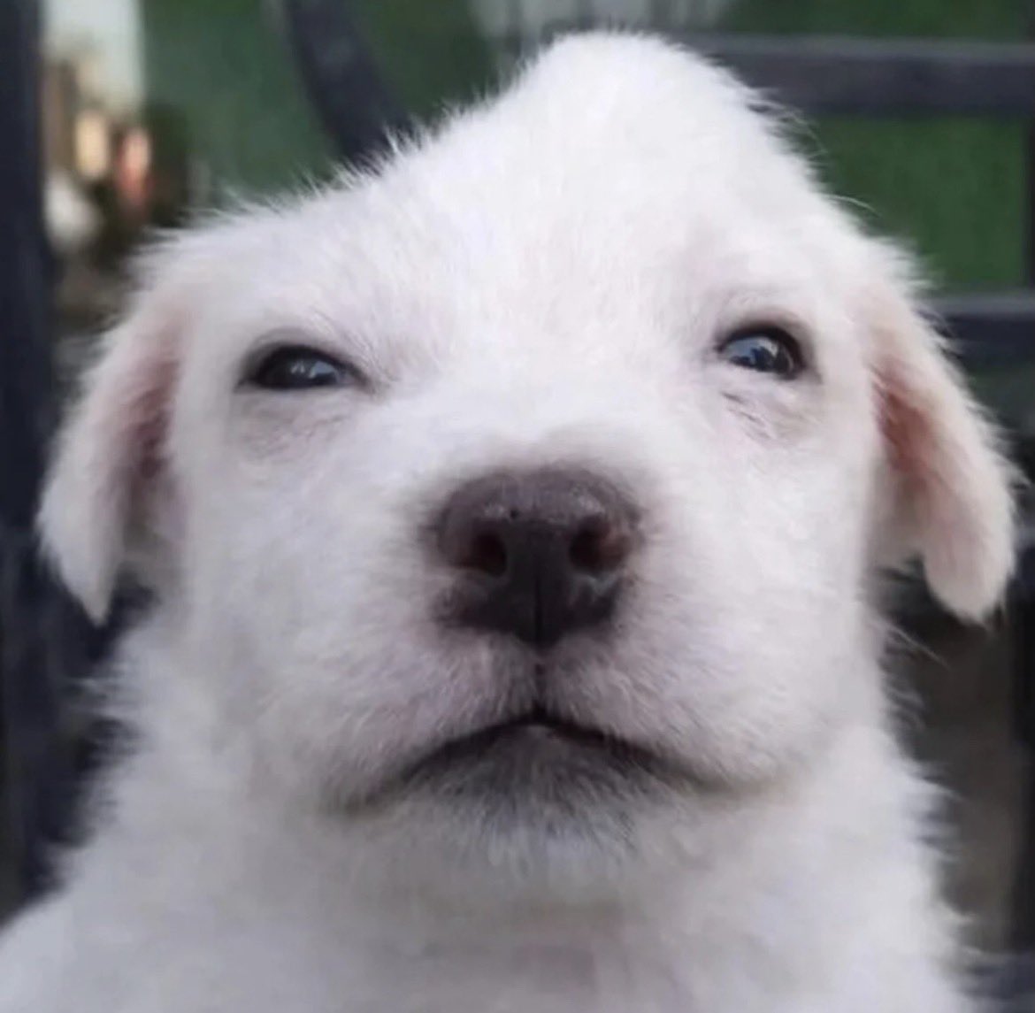 🐶 dibujante mediocre y furro 🐾 tweet media