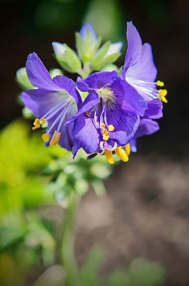 chrisbu03352910's tweet photo. #FlowersOnFriday
#PMJWeeklyChallenge
@pmj_photos 
#AWayUp
Jacobs ladder...🤦‍♂️☺
📸 https://t.co/5oA4flF3SV