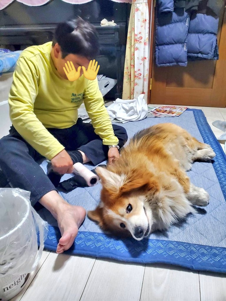 104ssk's tweet photo. 靴下にコロコロをかける父
毛が無限に発生するからそんなに意味はない
毛の発生��も近くにいる https://t.co/uqlfgbeVfy