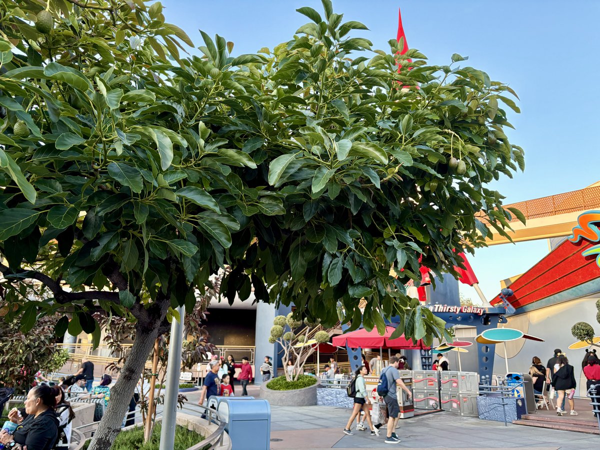 BuffDisneyBuff's tweet photo. Disneyland Plant Post!   Avocado Tree in Tomorrowland.   There are several of these near Pizza Planet Hub.  #Disneyland #DisneylandResort #Disney #MagicKey #DisneyEats #DisneyFoodie #BuffDisneyBuff #DisneylandUpdate #DisneylandPlants #avocadotree #Tomorrowland https://t.co/EZiIZjxKzg