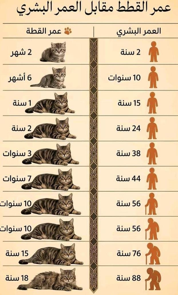 Samdan سمدان tweet media