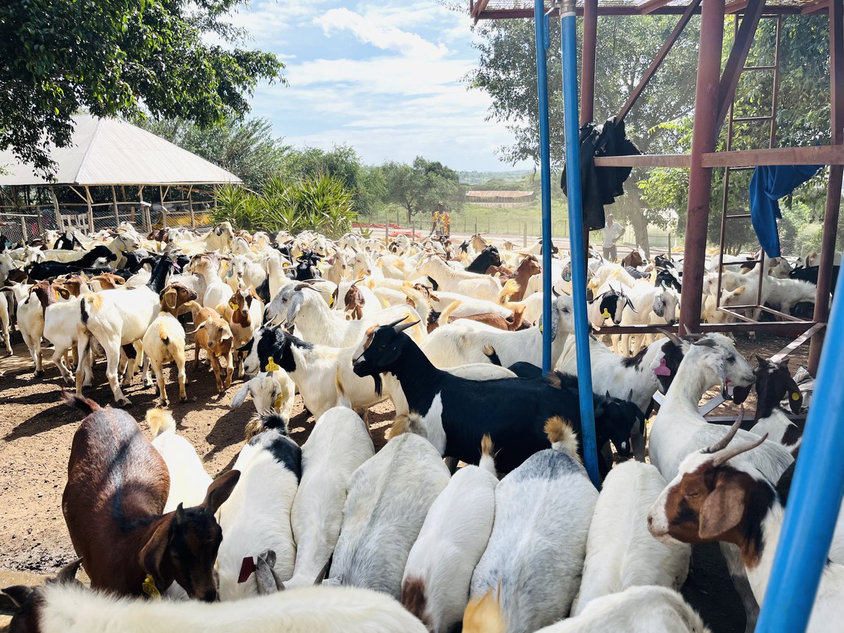 Mbabulefm101's tweet photo. Starting a goat farm with Savannah and Boer breeds is no longer just farming, it’s serious business. A pure Savannah he-goat can fetch up to UGX 2 million, proving that livestock farming is a profitable investment when done right. Start small, breed smart, feed well, and watch your farm turn into wealth. Agriculture is the future! 🐐💰 #GoatFarming #SavannahGoats #BoerGoats #FarmingForProfit