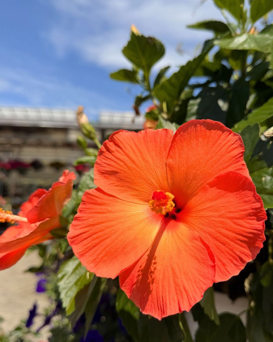 hicksnurseries's tweet photo. ☀️Transport your yard to paradise &amp; enjoy vibrant, tropical blooms all summer long! 🌺

🏃‍♀️ Don't miss out! All Tropical Hibiscus are BOGO FREE! 

🔗View all sales: https://t.co/pE5mH6rJNj
📍 100 Jericho Tpke., Westbury
⏰ Open daily: 8am-7pm https://t.co/Q6KP4zWXvP