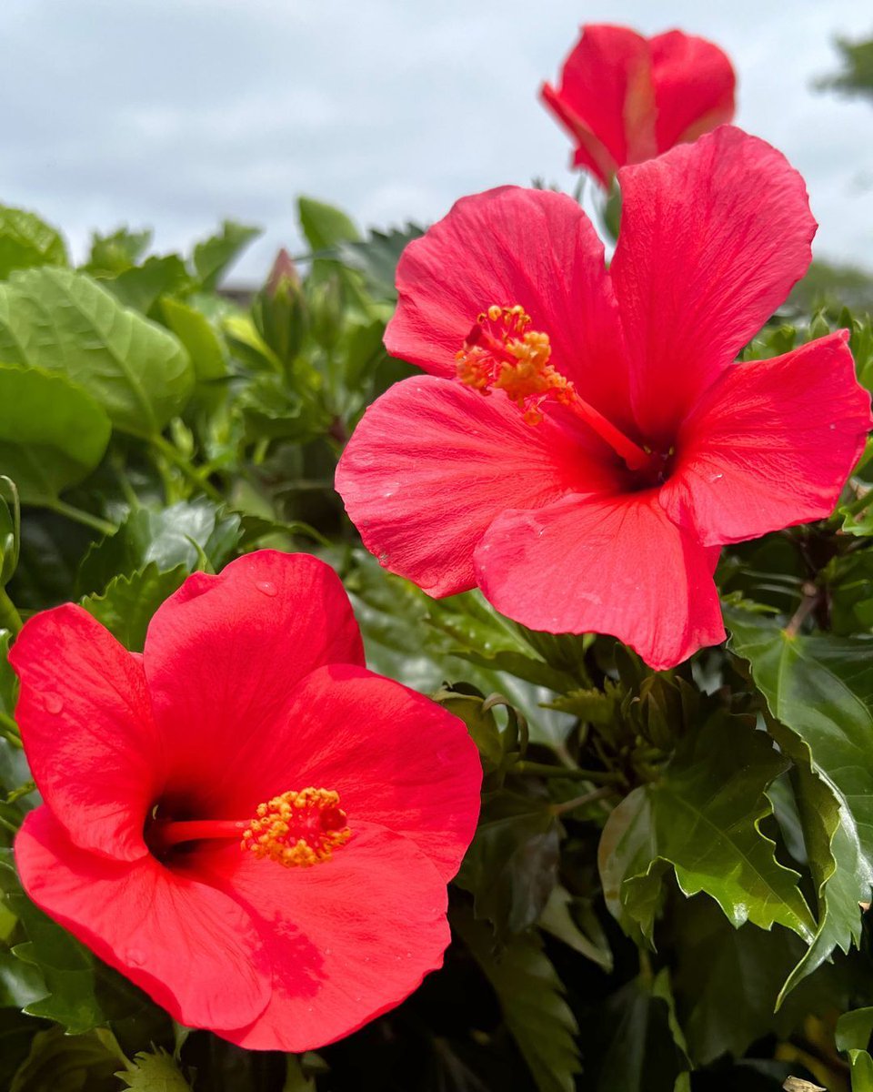 hicksnurseries's tweet photo. ☀️Transport your yard to paradise &amp; enjoy vibrant, tropical blooms all summer long! 🌺

🏃‍♀️ Don't miss out! All Tropical Hibiscus are BOGO FREE! 

🔗View all sales: https://t.co/pE5mH6rJNj
📍 100 Jericho Tpke., Westbury
⏰ Open daily: 8am-7pm https://t.co/Q6KP4zWXvP
