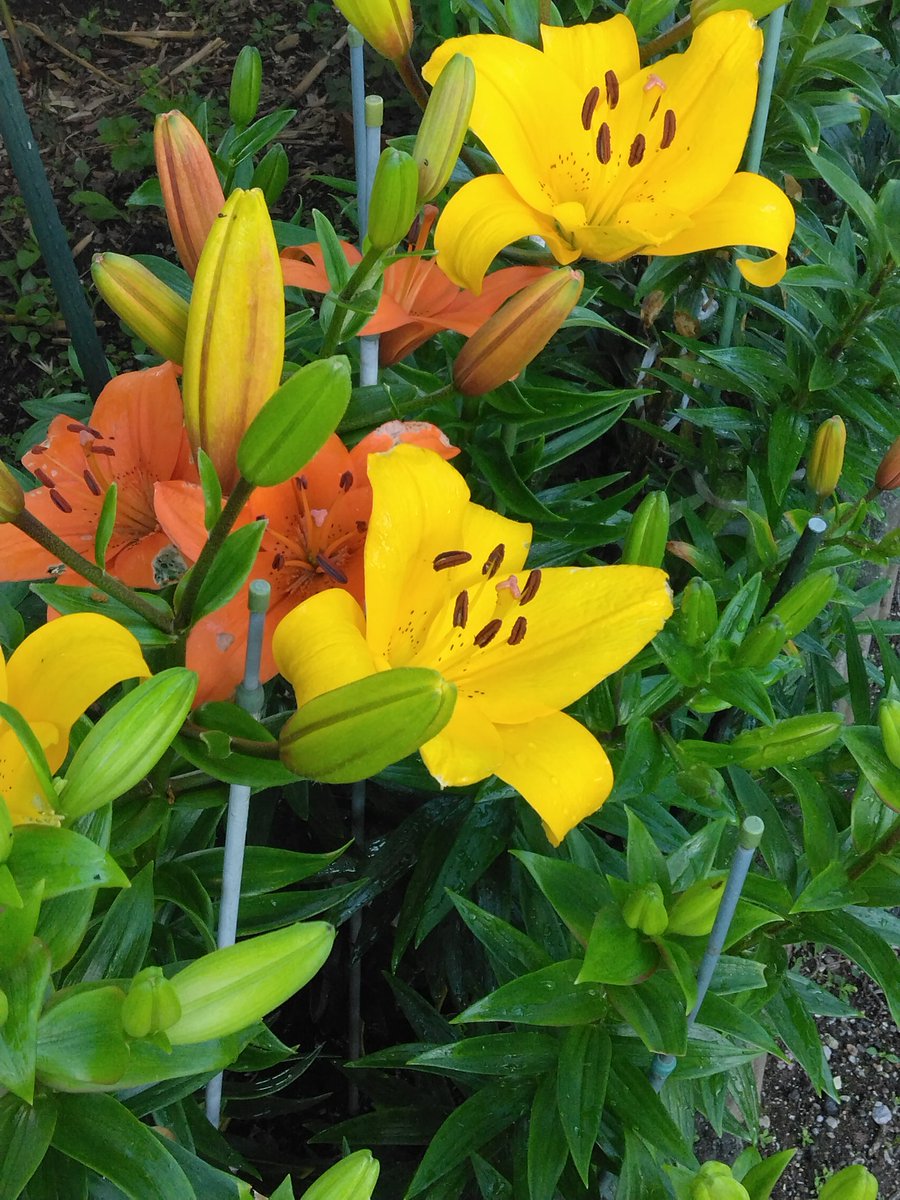 白藤 花太朗💐 tweet media