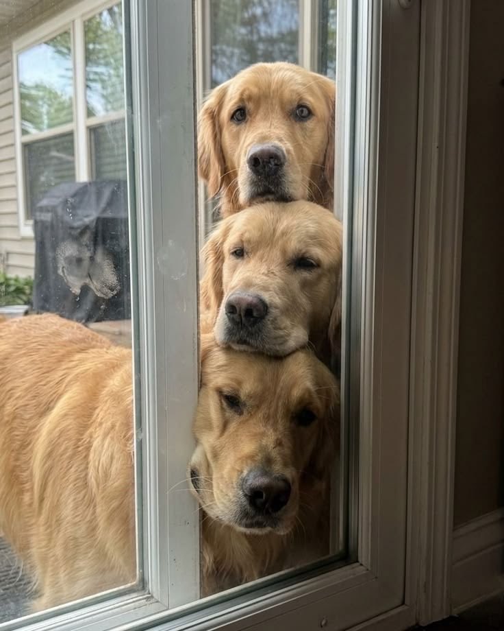 wuf tweet media