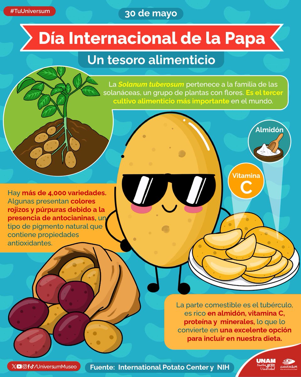 UniversumMuseo's tweet photo. La papa es mucho más que un tubérculo, es un alimento supremo con mucha historia y #UnDíaComoHoy se celebra su día. 🥔✨
¿Cuál es tu presentación favorita de la papa?

#TuUniversum https://t.co/9dYNv9l9SU