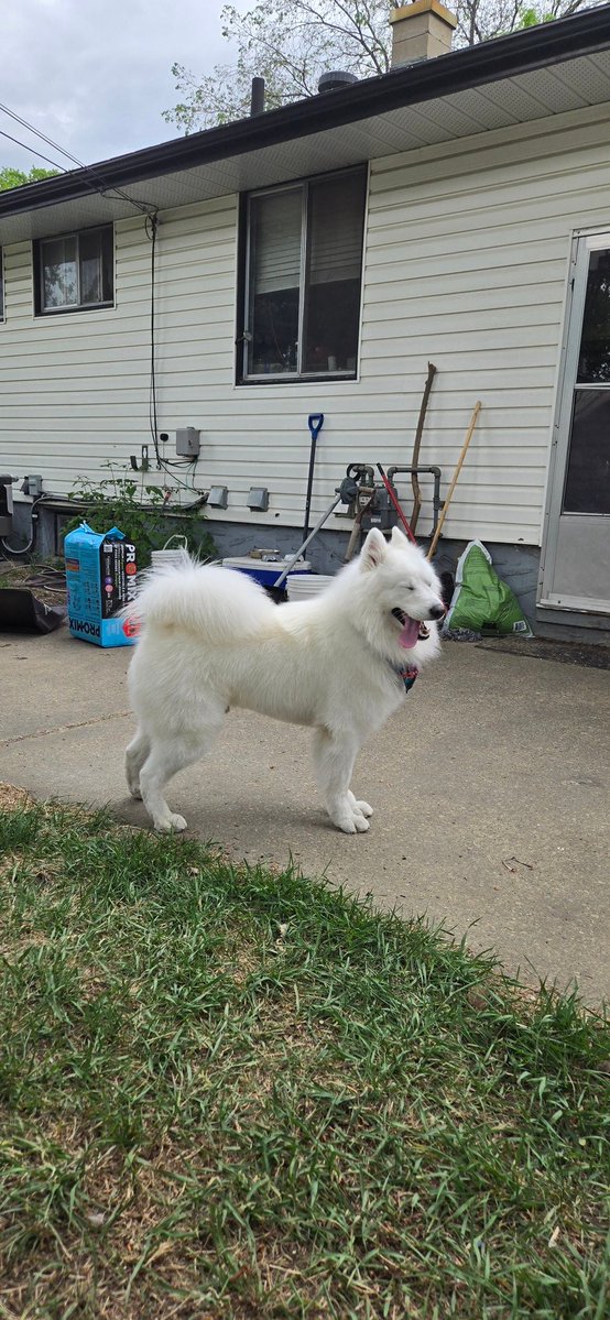 NotLiuKang's tweet photo. My dog: https://t.co/TWLcgV8EAj
