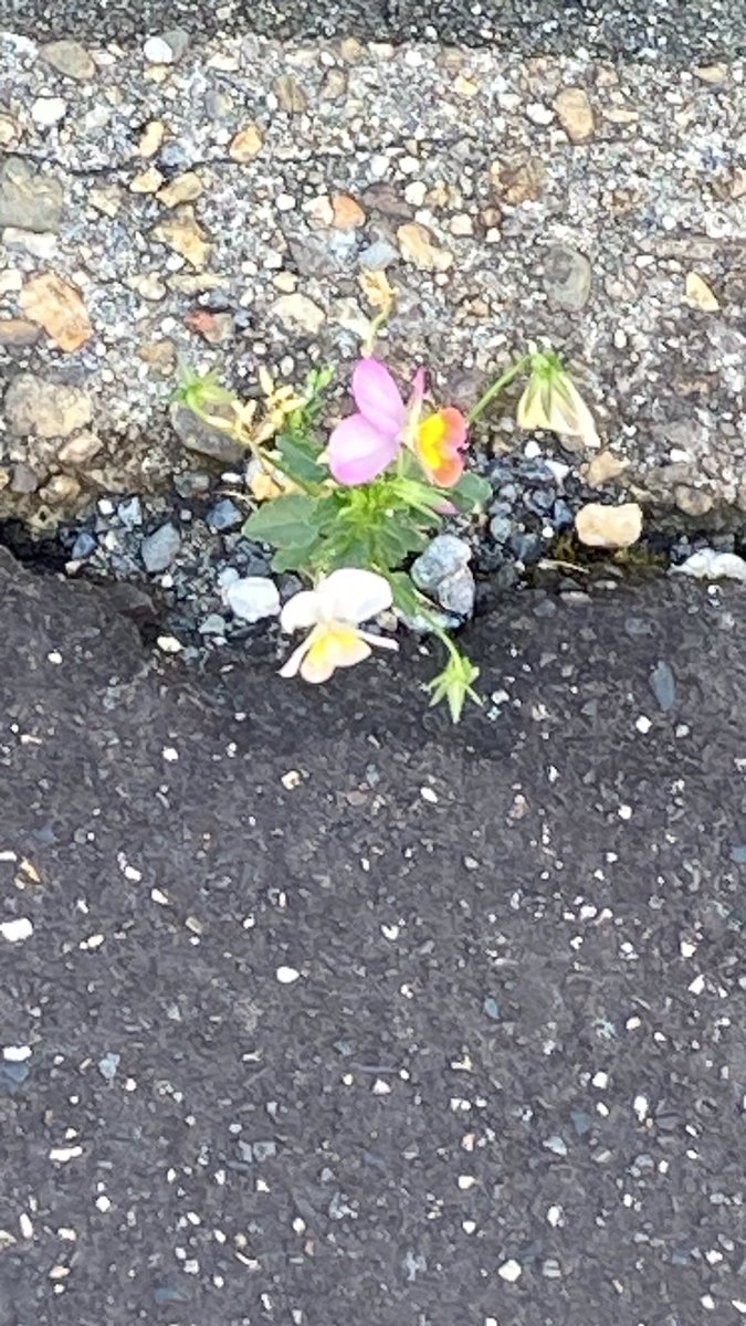 kaz6thlife's tweet photo. 【Soliloquy about something.＆ my #life】
💫✨🌏✨🪐✨🌙✨
🌲✨🌿✨

昨日、初めて #GoogleAI が勧めてきた、
「#QuantumTheory と植物の🪴量子力学的な関係」
について、YouTubeで初めて聴いたな。

植物の生命力は強烈❣️
確かに何かある・・・とは思って来た。 https://t.co/31HrVX8dfZ