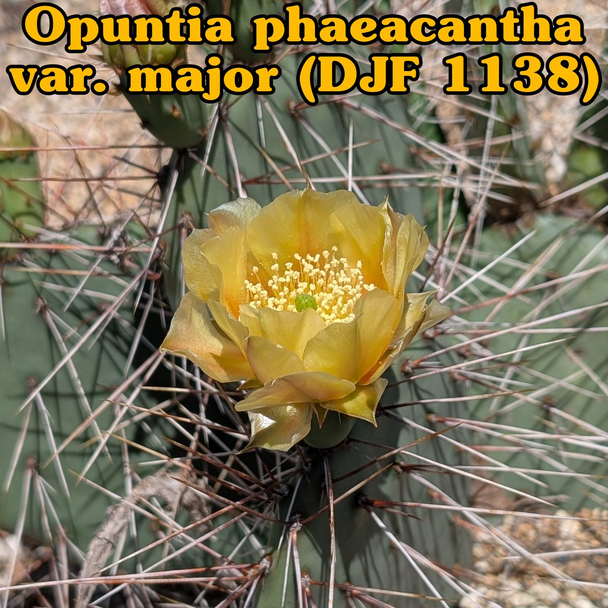 Opuntia phaeacantha var. major (DJF 1138：Bernalillo Co., NM, USA